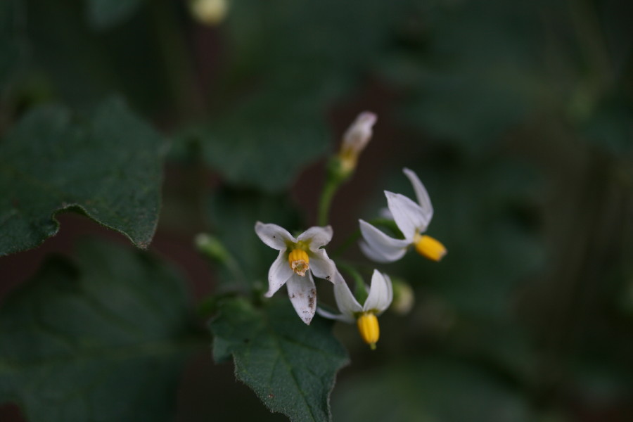 Solanum nigrum